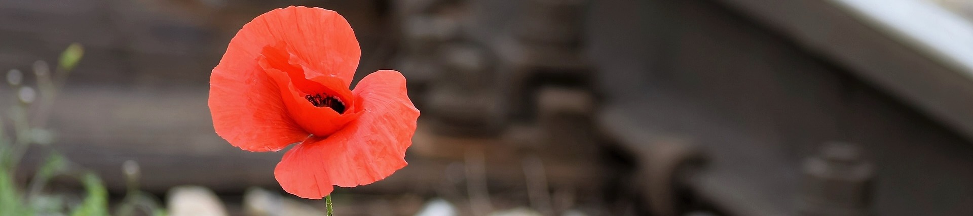 one-red-poppy-g968645b40_1920 (3)